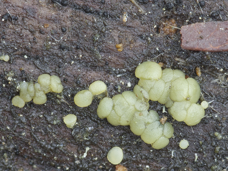 Claussenomyces prasinulus